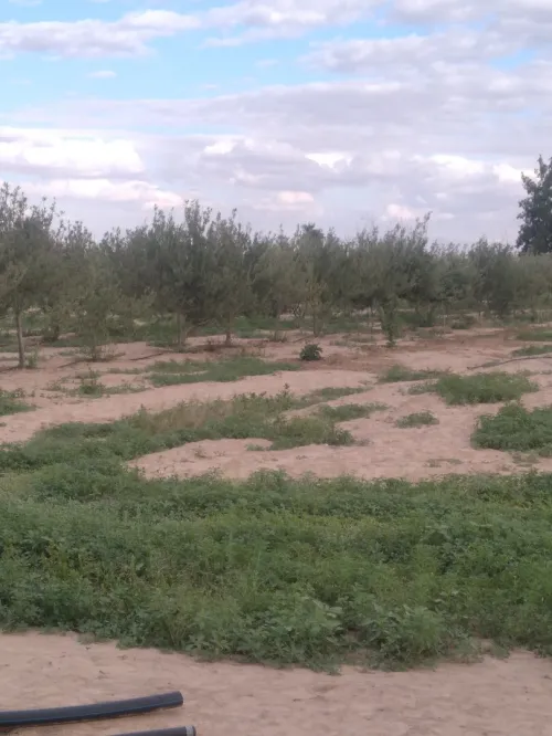 Vente Terrain Agricole M'Sila Bou saada