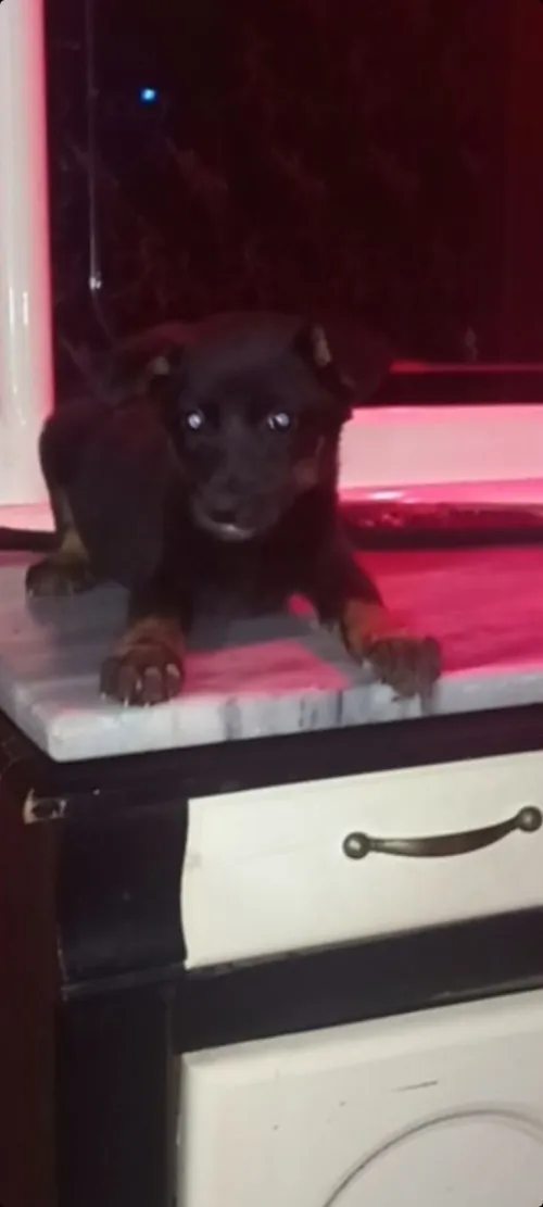 Chien doberman