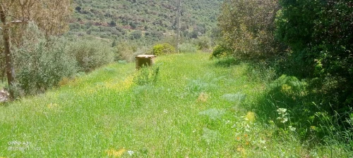 Vente Villa Tlemcen Tlemcen