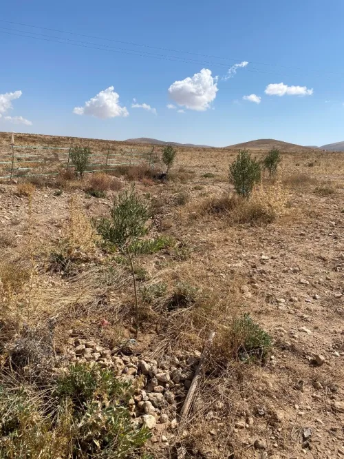Vente Terrain Agricole Khenchela El mahmal