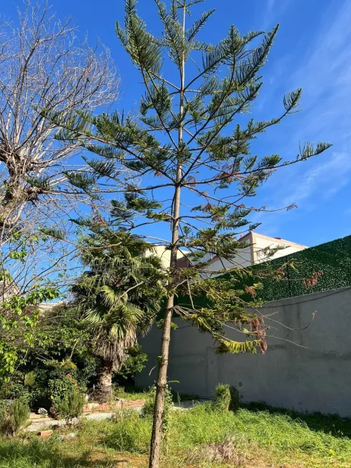 Vente Terrain Alger Mohammadia