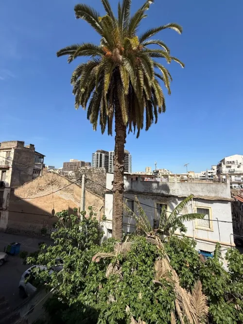 Vente Terrain Alger Sidi mhamed