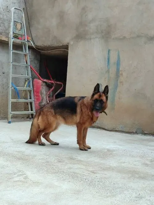 بارجي المو