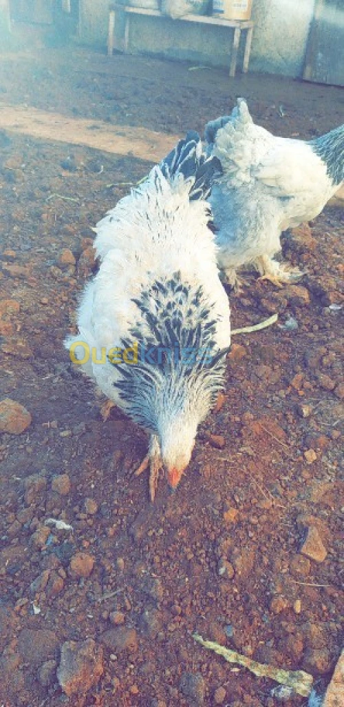 poulet d'arabe دجاج عرب 