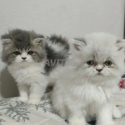 Chat persan pure race