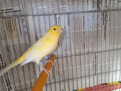 Couple Canari malinois 