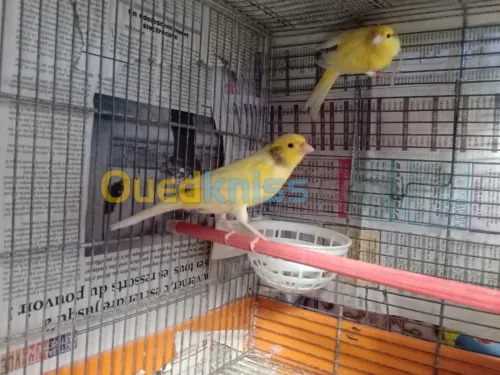 Couple Canari malinois 
