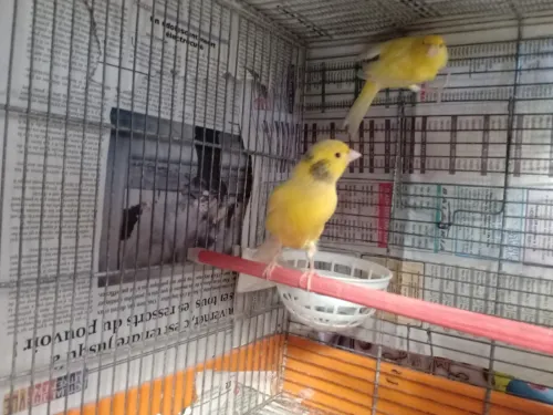 Couple Canari malinois 