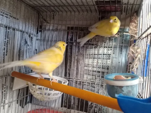Couple Canari malinois 