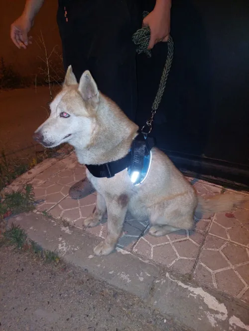 Chien husky mâle 8 mois 