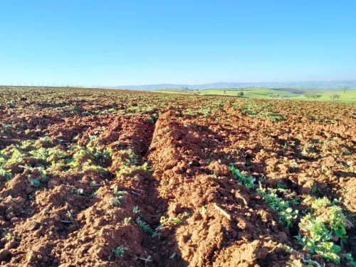 Vente Terrain Agricole Tlemcen Sidi abdelli