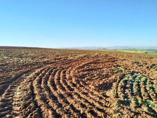 Location Terrain Agricole Tlemcen Sidi abdelli