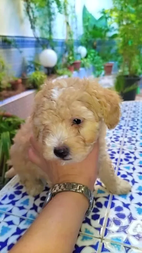Vendre  des chiens caniches 