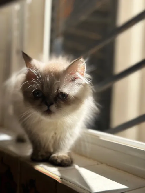 Chaton persan 