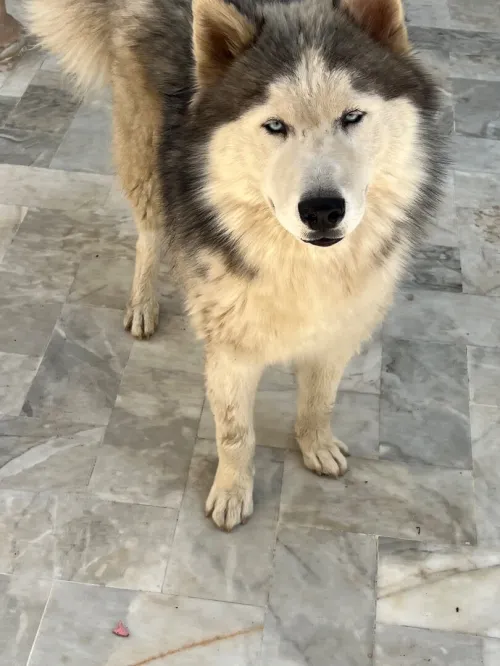 Chien husky malamute