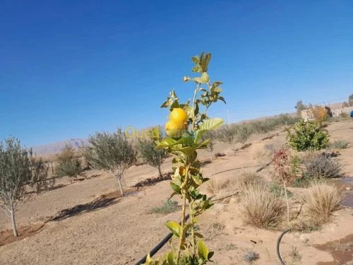 Vente Terrain Béchar Bechar