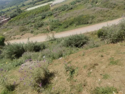 Vente Terrain Boumerdès Boudouaou