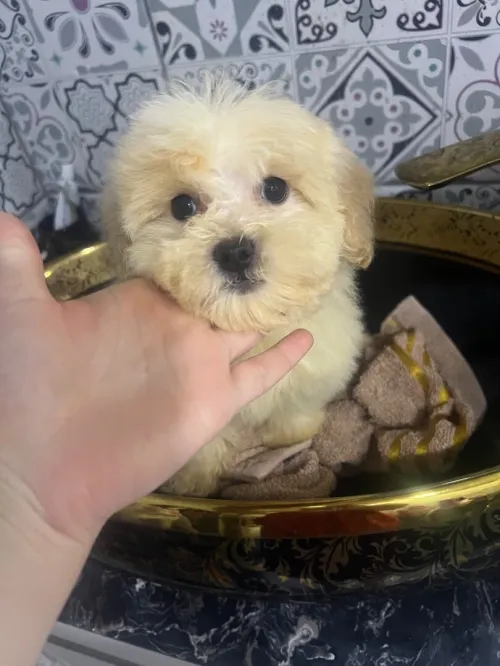 Magnifique Maltese dog femelle pure race deux mois et demi vaccinée