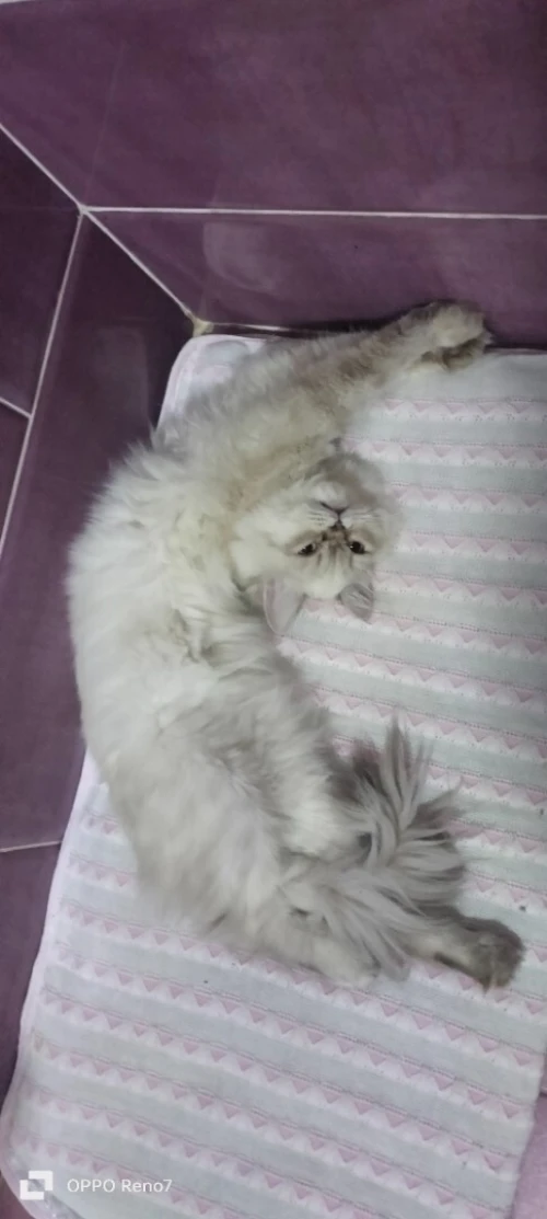 Chat persan