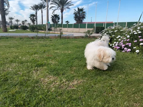 Chien caniche Coton de Tuléar