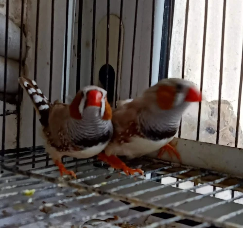 Mandarin