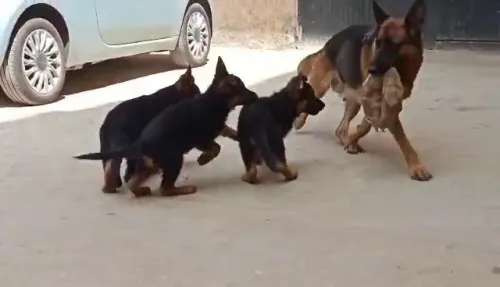 Berger allemand