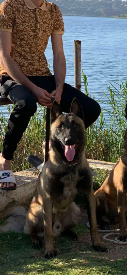 Malinois charboni 