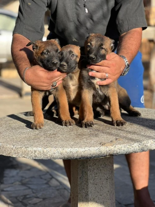 Malinois