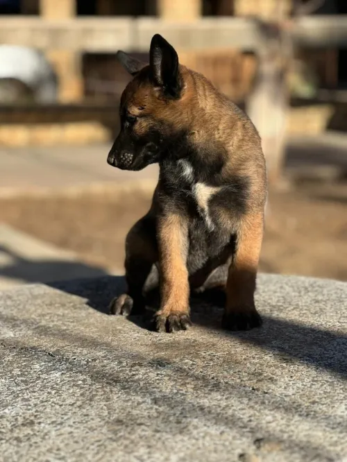 Malinois