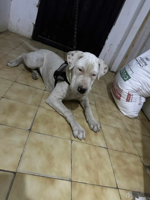 Dog Argentine 