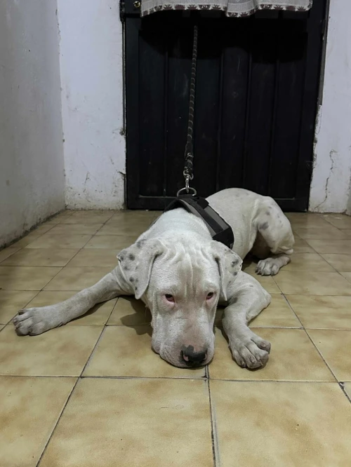 Dog Argentine 