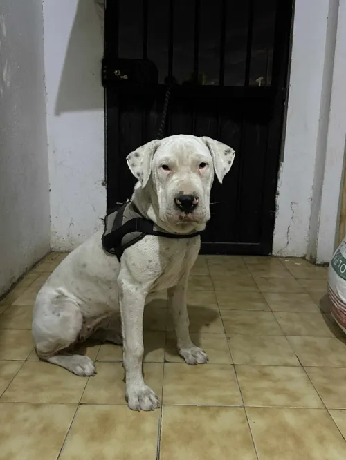 Dog Argentine 