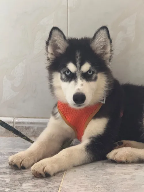 Husky Malamite 