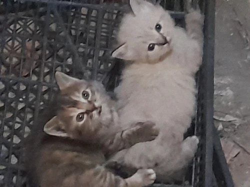 Chat croisé persan himalayen 
