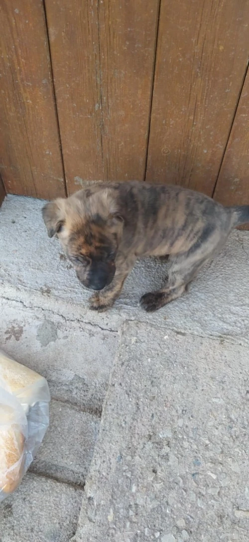 Chiots malinois