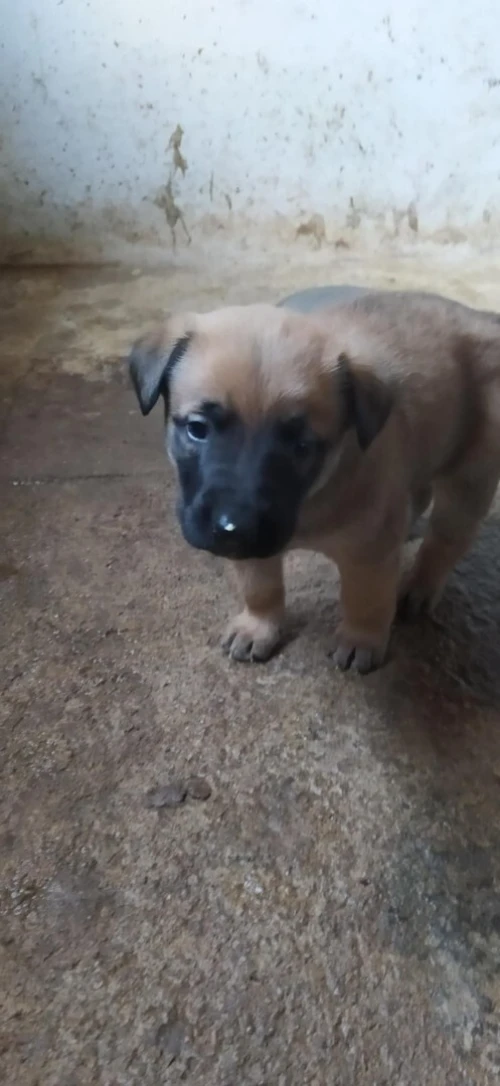 Chiots malinois