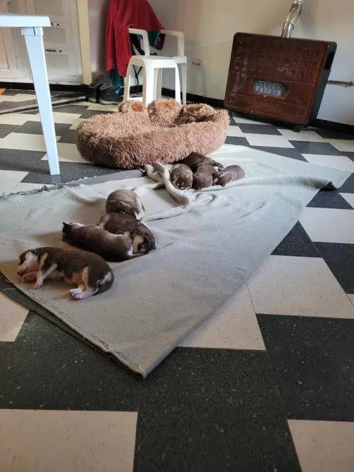 Vend chiots husky sibérien aux yeux bleus