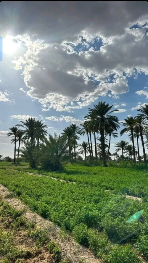 Vente Terrain Agricole Biskra Lioua