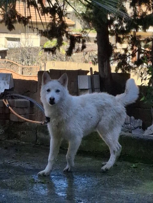 À vendre une belle femelle husky sibérien blanche