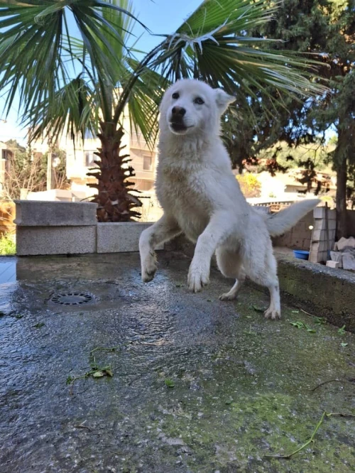 À vendre une belle femelle husky sibérien blanche