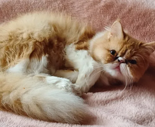 chat persan 