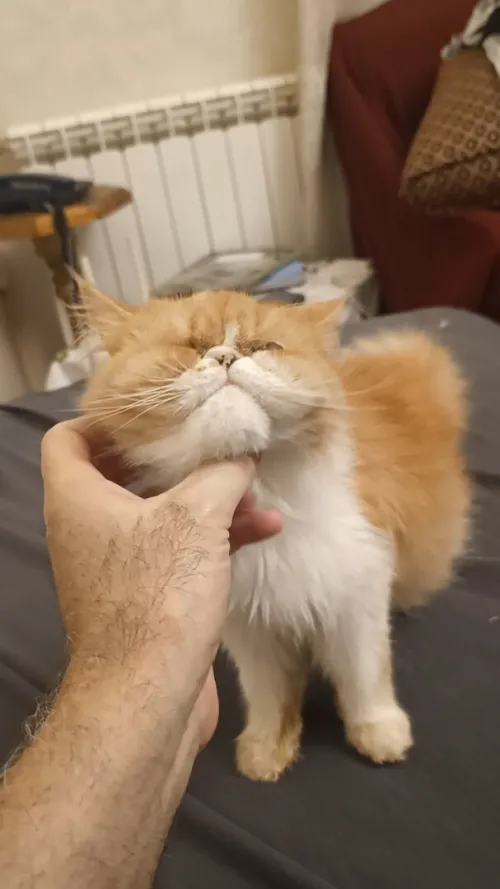 chat persan 