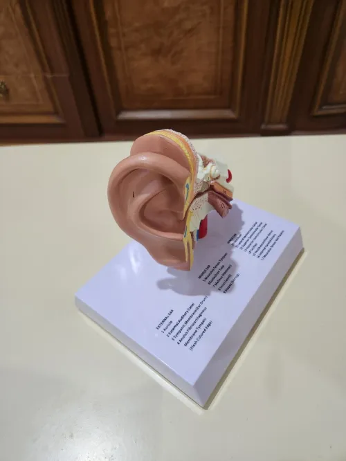 Maquette orl oreille
