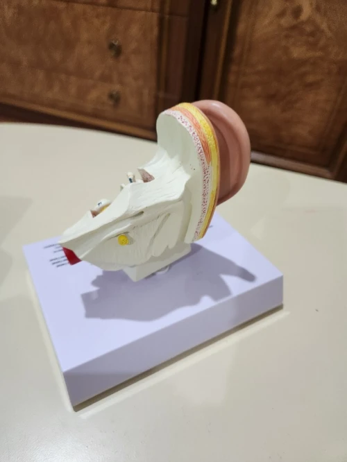 Maquette orl oreille