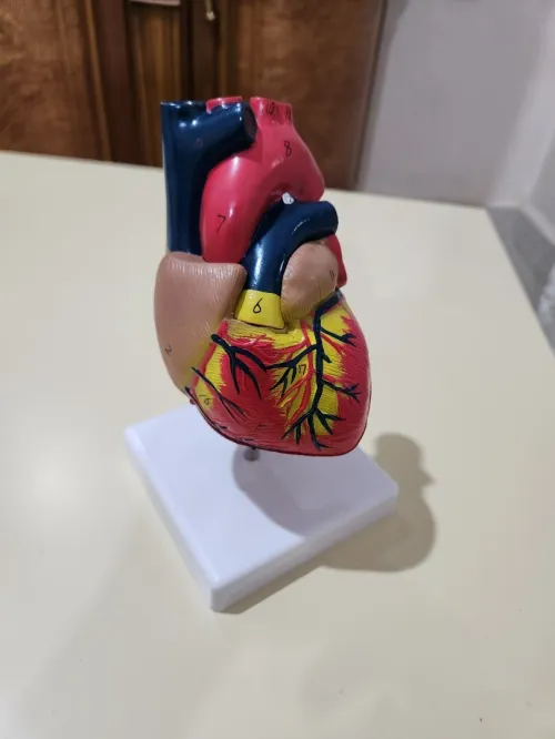 Maquette coeur cardiologie 