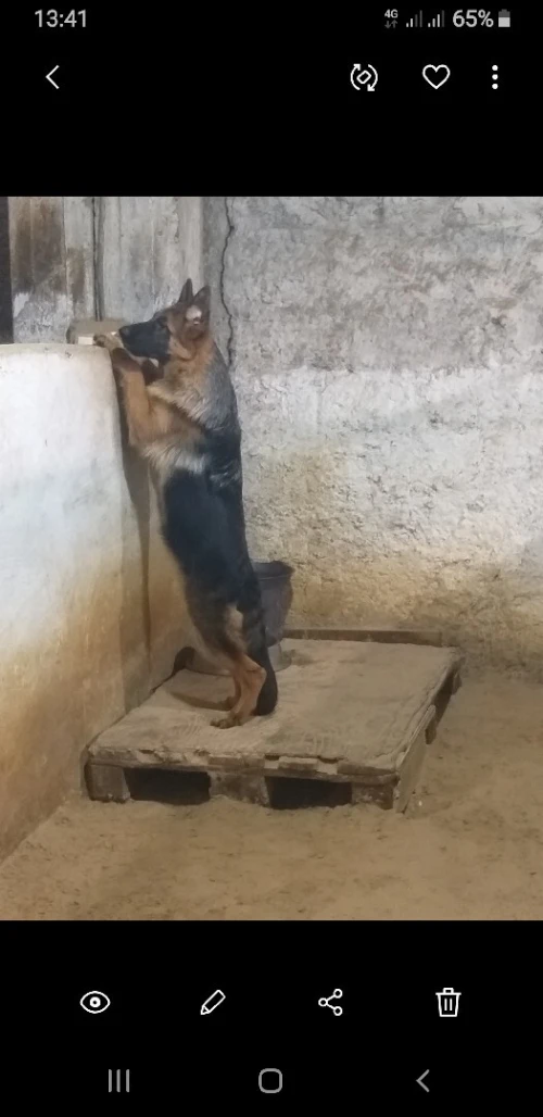 Berger allemand 