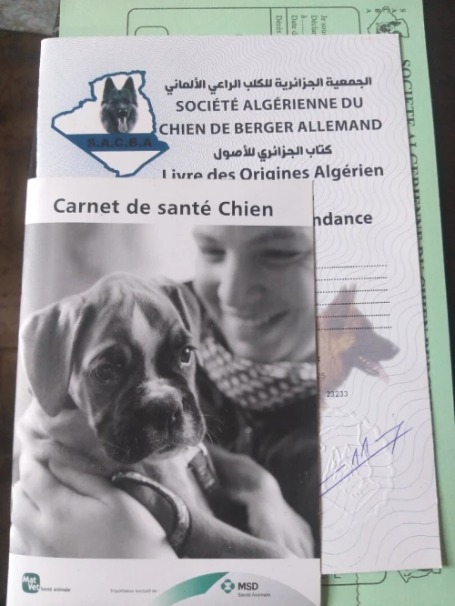 Berger allemand 