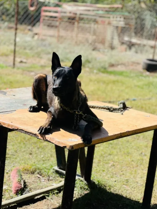 malinois