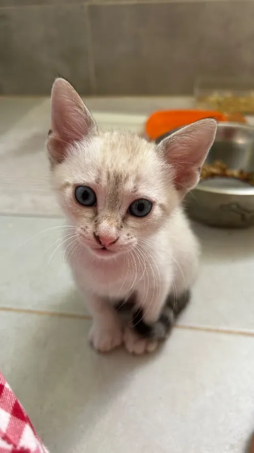 don chatons boumerdes 