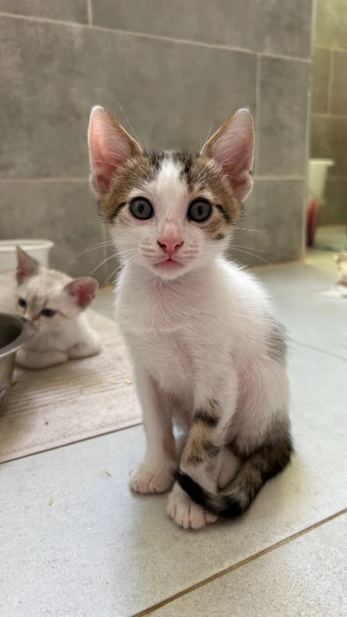 don chatons boumerdes 